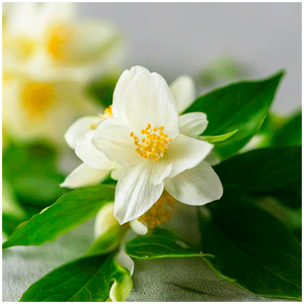 Jasmine Natural flabvour Oilsoluble
